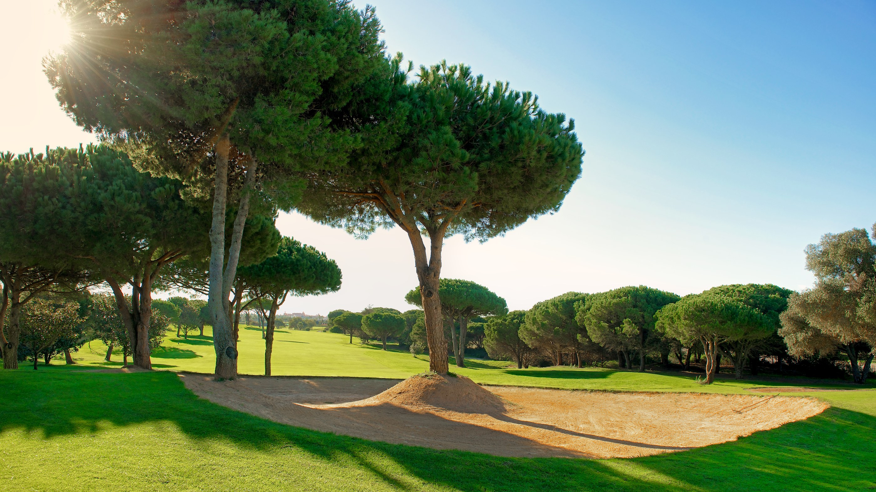 RCG Novo Sancti Petri Golf - Pinjeträd i bunker